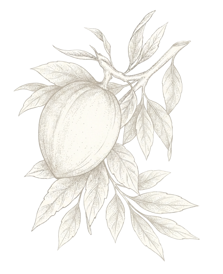 almond-transparent 2