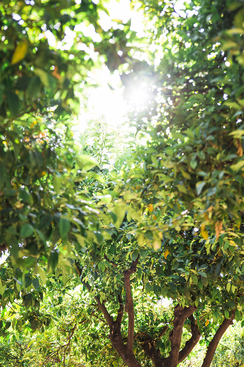 bright-sun-forest-trees