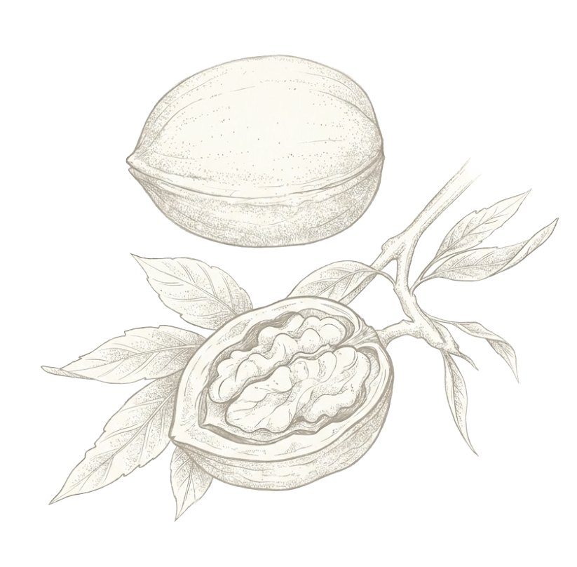 walnut transparent