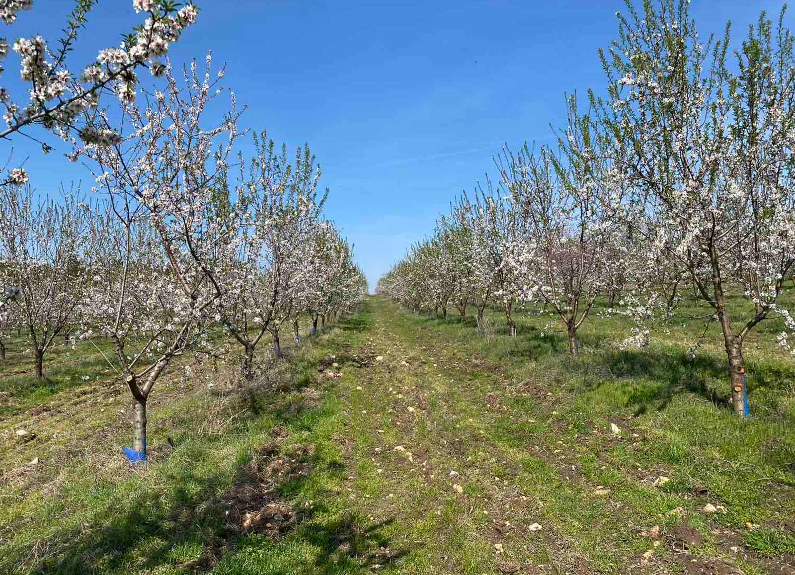 Spring